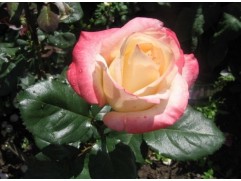 Роза чайно-гибридная "Belle Perle" (Контейнер 5,0л.)