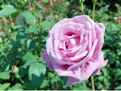 Роза чайно-гибридная "Charles De Gaulle" (Контейнер 5,0л.)