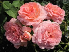 Роза чайно-гибридная "Rene Goscinny" (Контейнер 5,0л.)