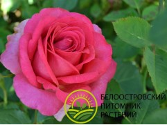 Роза чайно-гибридная "Shocking Versilia" (Контейнер 5,0л.)