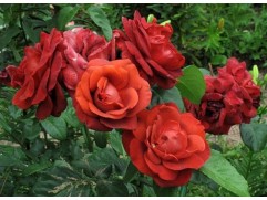 Роза чайно-гибридная "Terracotta" (Контейнер 5,0л.)