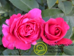 Роза чайно-гибридная "Vien Rose" (Контейнер 5,0л.)