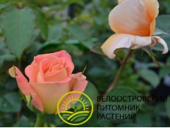 Роза чайно-гибридная "Yankee Doodle" (Контейнер 5,0л.)