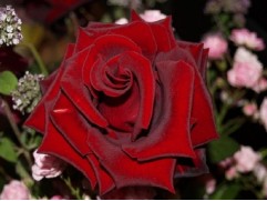 Роза чайно-гибридная "Black Magic" (Контейнер 4,0л.)