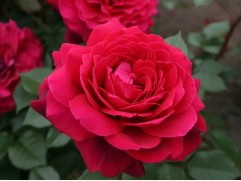 Роза чайно-гибридная "Bellevue" (Контейнер 5,0л)