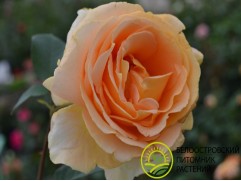 Роза чайно-гибридная "Candlelight" (Контейнер 5,0л)