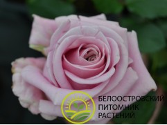 Роза чайно-гибридная "Violetta" (Контейнер 5,0л)