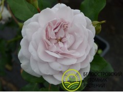 Роза шраб "Griselis" (Контейнер 5,0л)