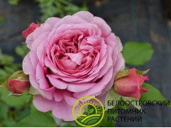 Роза шраб "Robe a la francaise" (Контейнер 5,0л)