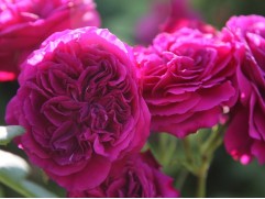 Роза шраб "Purple Lodge" (Контейнер 5,0л.)