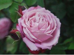 Роза шраб "Dieter Muller" (Контейнер 5,0л.)