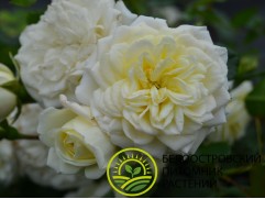 Роза шраб "Vanilla Meidiland" (Контейнер 5,0л)