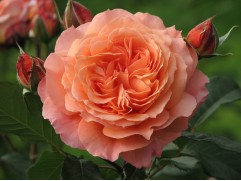 Роза шраб "Belvedere" (Контейнер 5,0л)