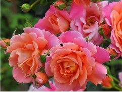 Роза шраб "Salzburg" (Контейнер 5,0л.)