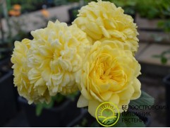 Роза шраб "Anny Duperey" (Контейнер 5,0л.)