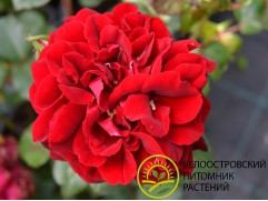 Роза шраб "Isabelle Renaissance" (Контейнер 5,0л.)