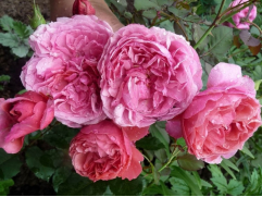 Роза шраб "Laduree" (Контейнер 5,0л.)