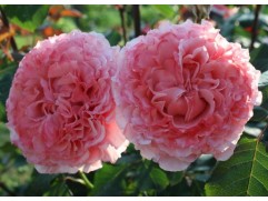 Роза шраб "Laurent Cabrol" (Контейнер 5,0л.)