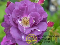 Роза шраб "Rhapsody in Blue" (Контейнер 5,0л.)