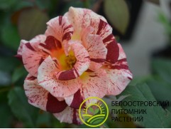 Роза шраб "Summer Lodge" (Контейнер 5,0л.)