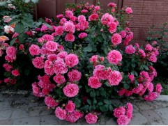 Роза шраб "Uetersens Rosenprinzessin" (Контейнер 5,0л.)