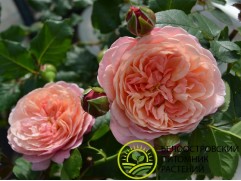 Роза шраб "Prix P.J. Redoute" (Контейнер 5,0л.)