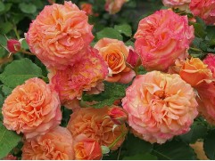 Роза шраб "La Villa Cotta" (Контейнер 5,0л)