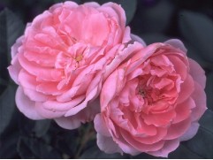 Роза шраб "Prairie Joy" (Контейнер 5,0л)