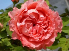 Роза шраб  "Corail gelee" (Контейнер 5,0л)