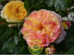 Роза шраб "Rosomane Janon" (Контейнер 5,0л.)