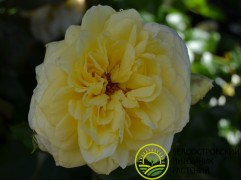 Роза шраб "Nadia Meillandecor" (Контейнер 4,0л.)