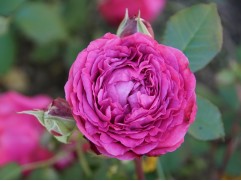 Роза шраб "Ventilo" (Контейнер 5,0л.)