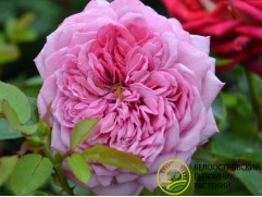 Роза шраб "Durance Ancian" (Контейнер 5,0л.)