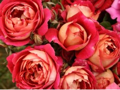 Роза шраб "Reine Sammut" (Контейнер 5,0л.)