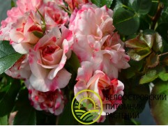 Роза шраб "Rosenstadt Freising" (Контейнер 5,0л)