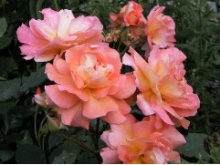 Роза шраб "Westerland" (Контейнер 5,0л)