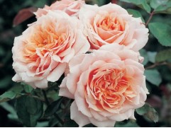 Роза шраб "Paul Bocuse" (Контейнер 5,0л.)