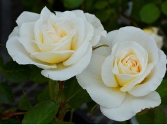 Роза шраб "J.P.Connell" (Контейнер 5,0л)