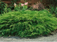 Микробиота перекрестнопарная (Контейнер 3,0л.)