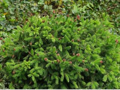 Ель обыкновенная (Контейнер 2,0л.)