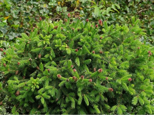 Ель обыкновенная (Контейнер 2,0л.) Ель обыкновенная (Контейнер 2,0л.)