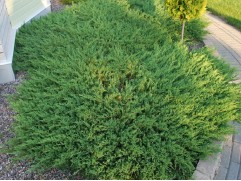 Можжевельник горизонтальный "Andorra Compact" (Контейнер 0,5л.) Можжевельник горизонтальный "Andorra Compact" (Контейнер 0,5л.)