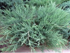 Можжевельник горизонтальный "Hughes" (Контейнер 2,0л.) Можжевельник горизонтальный "Hughes" (Контейнер 2,0л.)