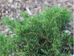 Можжевельник казацкий "Rockery Gem" (Контейнер 3,0л.)