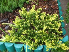 Можжевельник обыкновенный "Depressa Aurea" (Контейнер 2,0л.) Можжевельник обыкновенный "Depressa Aurea" (Контейнер 2,0л.)