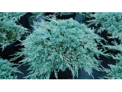 Можжевельник горизонтальный "Ice Blue" (Контейнер 3,0л.) Можжевельник горизонтальный "Ice Blue" (Контейнер 3,0л.)