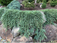 Можжевельник горизонтальный "Pancake" (Контейнер 2,0л.) Можжевельник горизонтальный "Pancake" (Контейнер 2,0л.)