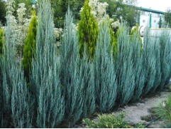 Можжевельник скальный "Blue Arrow" (Контейнер 0,5л)