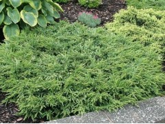 Можжевельник обыкновенный "Repanda" (Контейнер 0,5л)