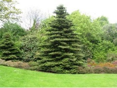 Пихта корейская (Контейнер 0,5л)